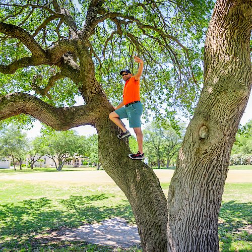 A person wearing an orange shirt and blue shorts is climbing a tree in a sunny park with green grass and trees in the background.